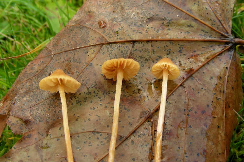 piccoli funghi